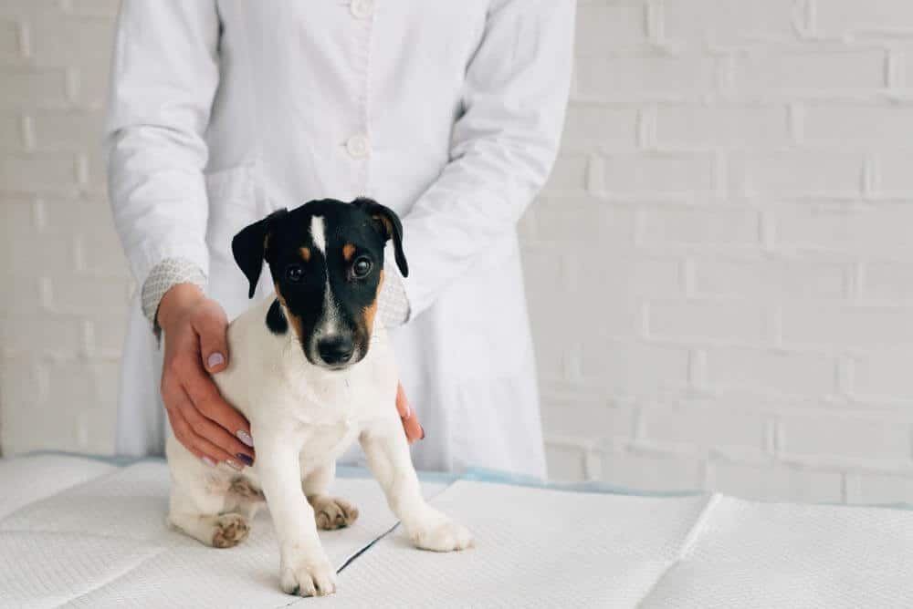 parassiti intestinali del cane