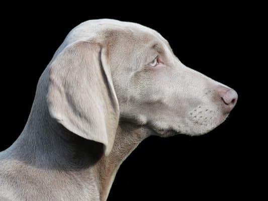 Weimaraner cucciolo e adulto
