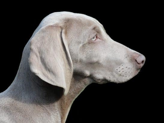 Weimaraner cucciolo e adulto