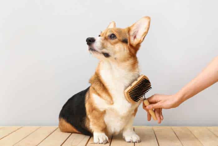 esempio di come spazzolare il cane
