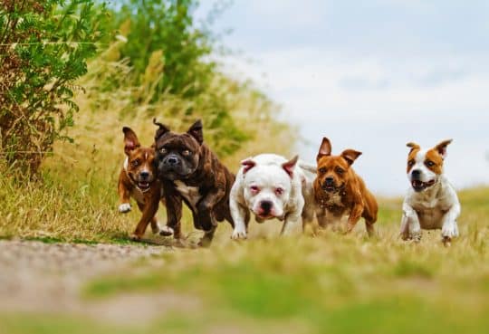 American Staffordshire Terrieri (terrier americano)