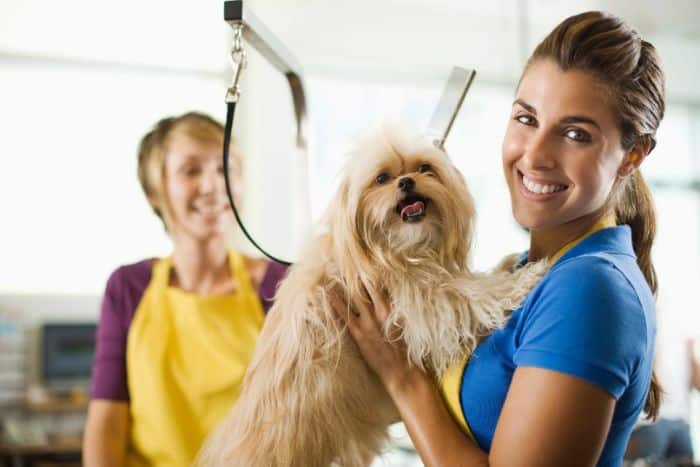 foto di toelettatura animali professionale