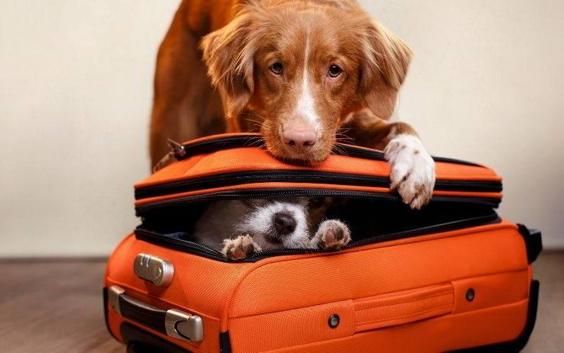 come viaggiare con il cane