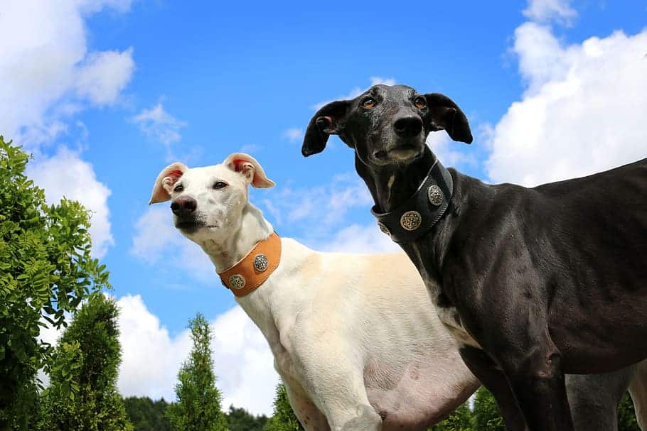 Greyhound cuccioli e adulti foto