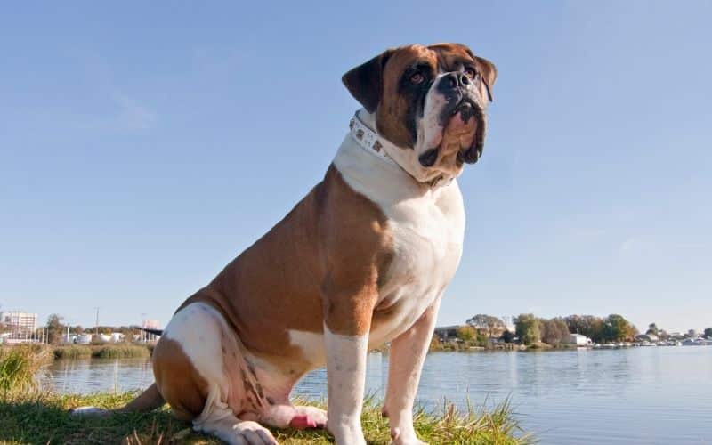 Bulldog americano foto del cane