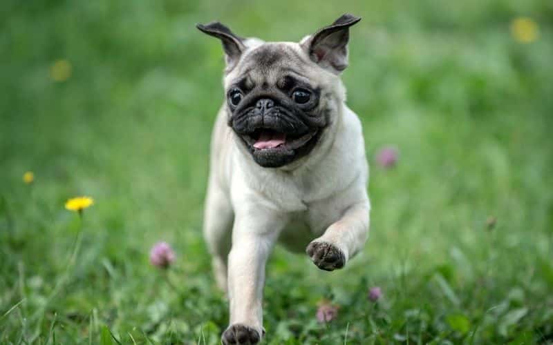 cane carlino foto del cane che corre nell'erba
