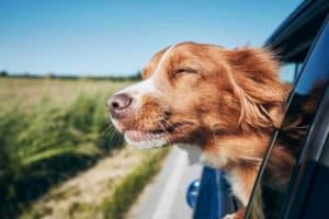 Immagine di cane nel taxi pet