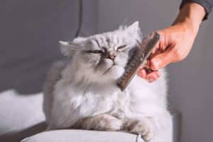 foto di come spazzolare il gatto