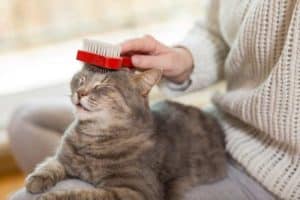 foto di come spazzolare un gatto