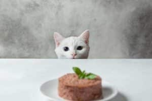 cibo per gatto umido