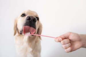 spazzolino per cani