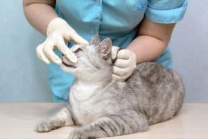 foto di gatto dal veterinario 