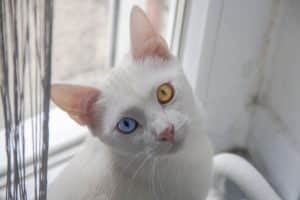 occhi diversi del gatto
