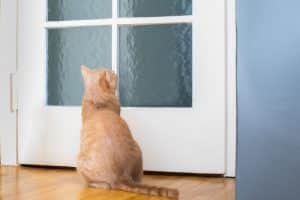 Perché il gatto miagola davanti alla porta?