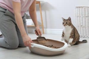 foto di come pulire la lettiera del gatto 