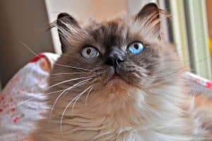 razze di gatti con occhi azzurri: gatto himalayano 
