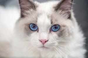 razze di gatti con occhi azzurri: gatto ragdoll 