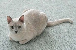foto gatto tonkinese 